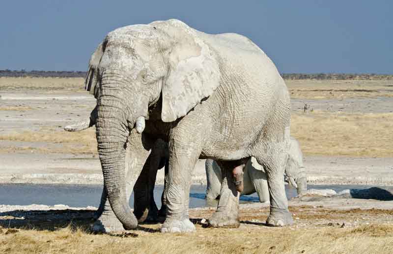 64 - Namibia - elefantes en el barro - parque nacional de Etosha